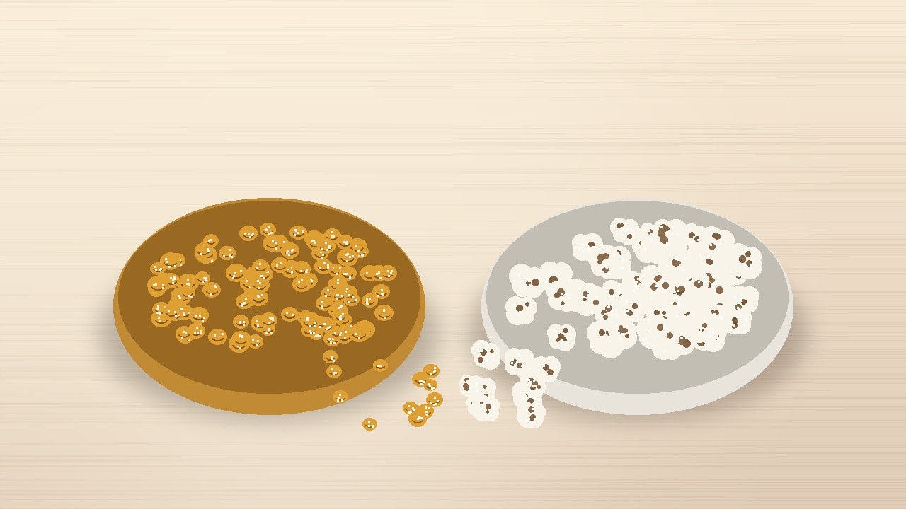 A clean side-by-side presentation of golden dry-roasted chana in a traditional brass bowl and crisp white roasted makhana in a modern ceramic bowl on a warm wooden tabletop.